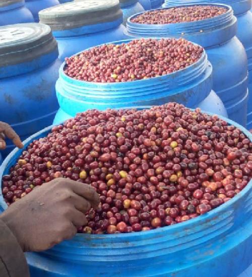 Premium Coffee Beans